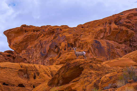 2015 Red Rock 21918-Edit