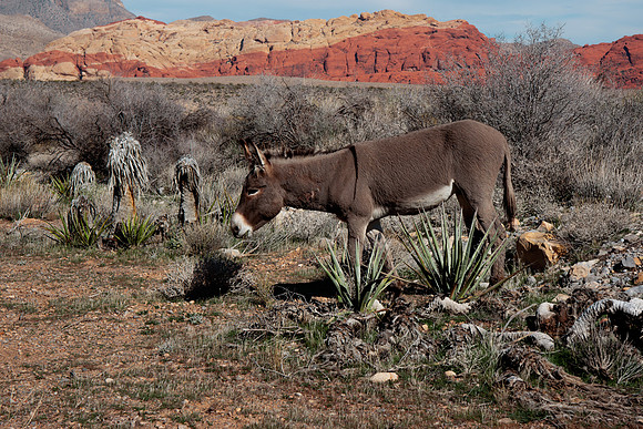 2015 Red Rock 21026-2