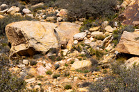 2015 Red Rock Sheep 21382-2