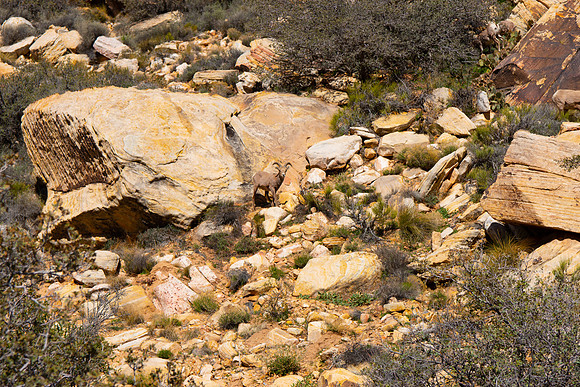 2015 Red Rock Sheep 21382-2
